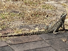 Intellagama lesueurii