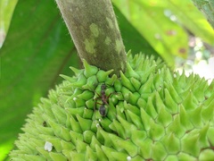 Dolichoderus attelaboides