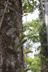 Bulbophyllum baileyi