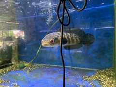 Channa marulioides