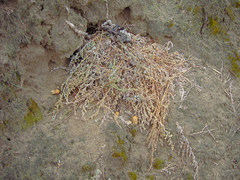 Ochotona dauurica