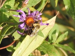 Bombus impatiens