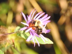Bombus impatiens