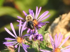 Bombus impatiens