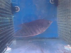 Seven-Barred Giant Gourami photo 2