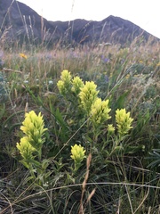 Castilleja cusickii