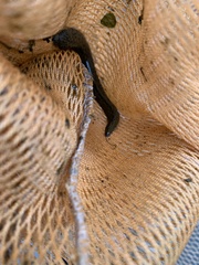 Hirudinaria manillensis