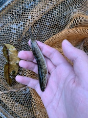 Channa striata