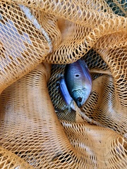 Trichopodus trichopterus