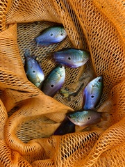 Trichopodus trichopterus