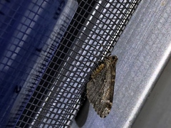 Stamnodes albiapicata