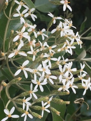 Olearia pachyphylla