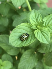 Calligrapha polyspila