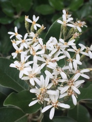 Olearia pachyphylla