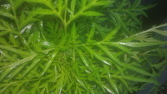 Cosmos caudatus