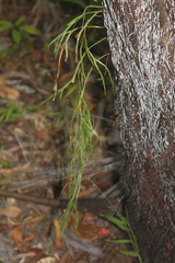 Psilotum complanatum