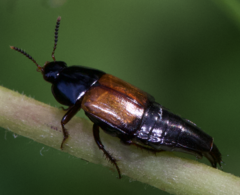 Tachinus fimbriatus