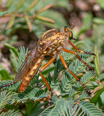 Diogmites angustipennis
