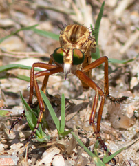Diogmites angustipennis
