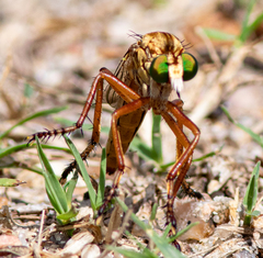 Diogmites angustipennis