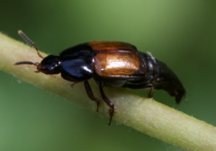 Tachinus fimbriatus