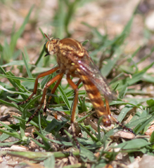 Diogmites angustipennis
