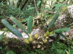 Bulbophyllum