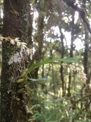 Bulbophyllum