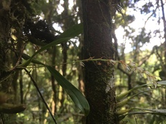Bulbophyllum
