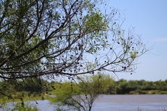 Nectandra angustifolia
