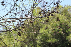 Nectandra angustifolia