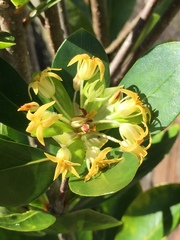 Pittosporum roimata