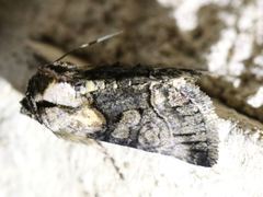 Abrostola microvalis