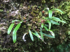 Bulbophyllum