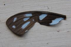 Graphium leonidas leonidas