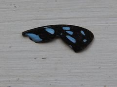 Graphium leonidas leonidas