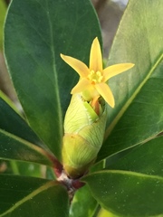 Pittosporum roimata