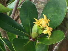 Pittosporum roimata