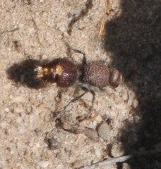 Ephutomorpha ferruginata