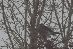 Turdus pilaris