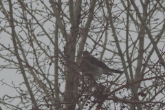 Turdus pilaris
