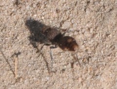 Ephutomorpha ferruginata