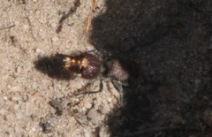 Ephutomorpha ferruginata