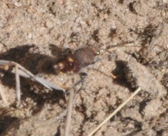 Ephutomorpha ferruginata