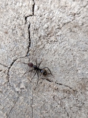 Dolichoderus quadridenticulatus