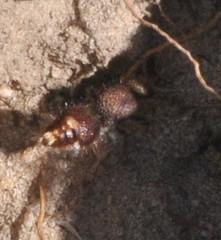 Ephutomorpha ferruginata