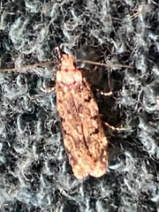 Endrosis sarcitrella