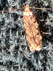 Endrosis sarcitrella