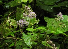 Critoniinae