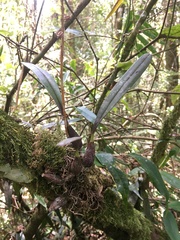 Bulbophyllum
